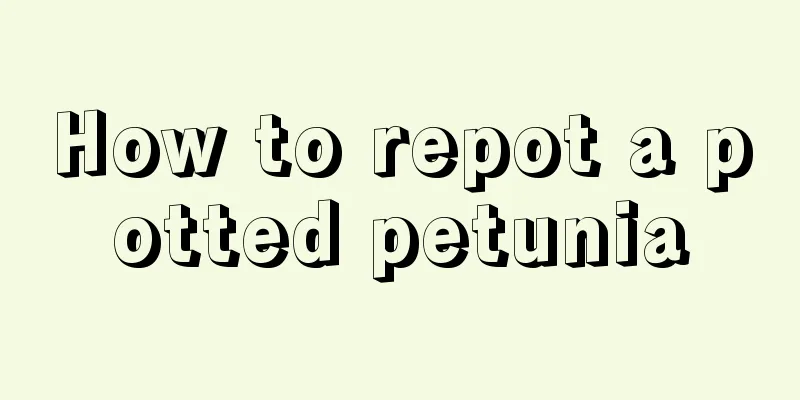 How to repot a potted petunia