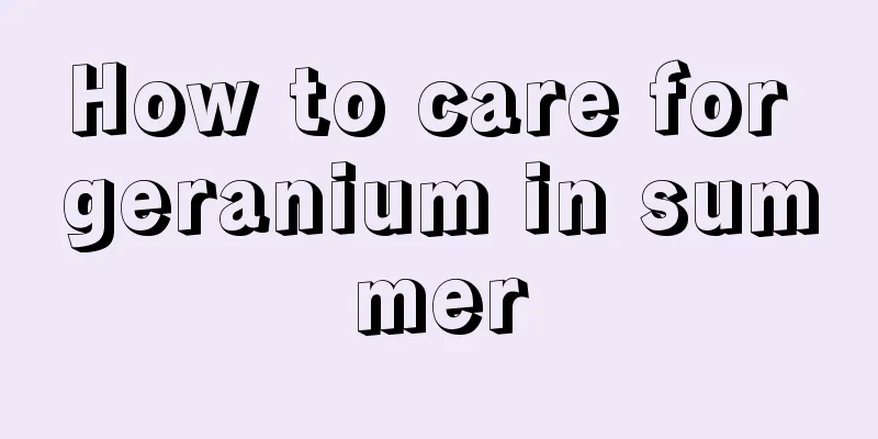 How to care for geranium in summer