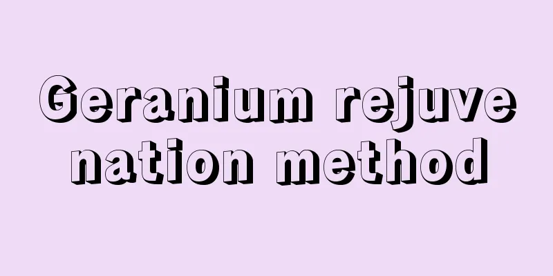 Geranium rejuvenation method