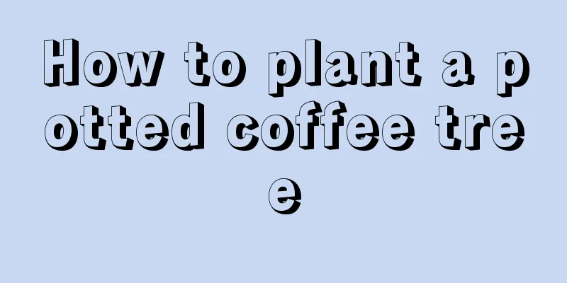 How to plant a potted coffee tree