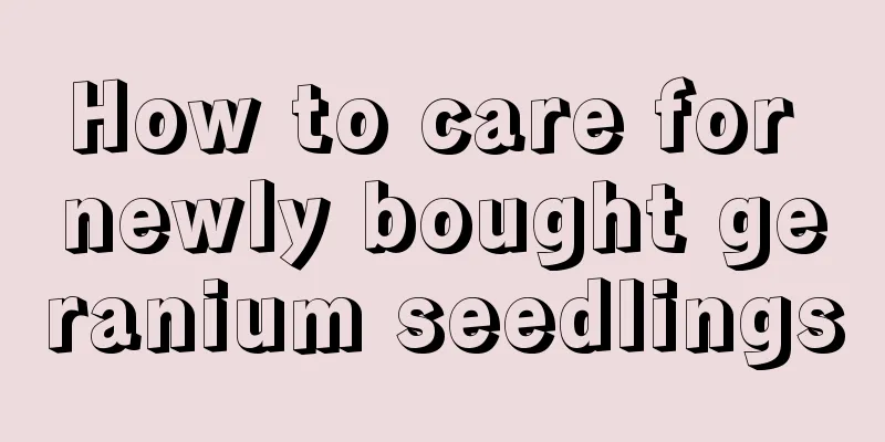 How to care for newly bought geranium seedlings