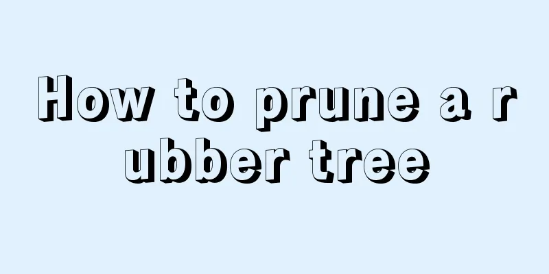 How to prune a rubber tree