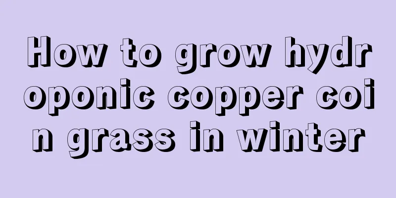 How to grow hydroponic copper coin grass in winter