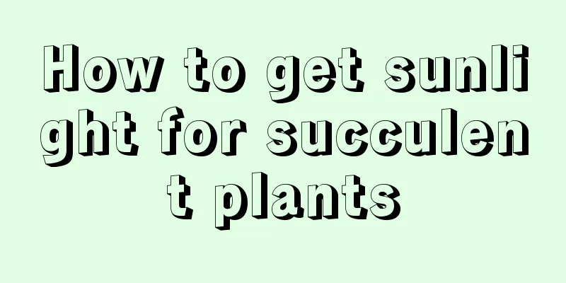 How to get sunlight for succulent plants