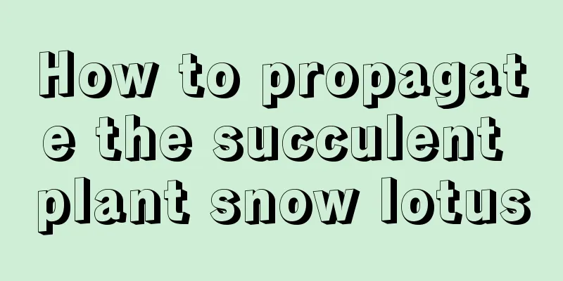 How to propagate the succulent plant snow lotus