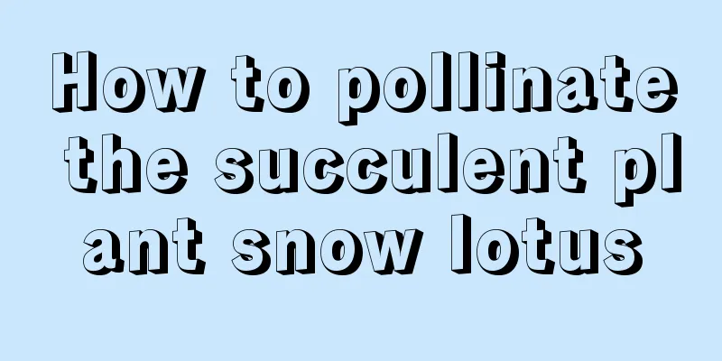 How to pollinate the succulent plant snow lotus