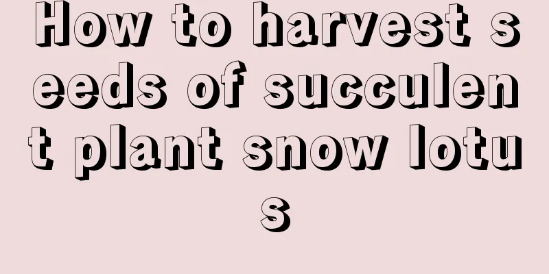 How to harvest seeds of succulent plant snow lotus