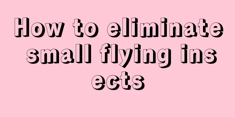 How to eliminate small flying insects