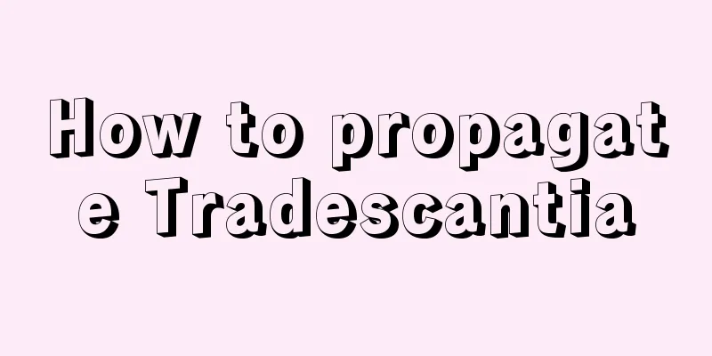 How to propagate Tradescantia