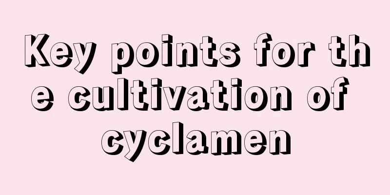 Key points for the cultivation of cyclamen