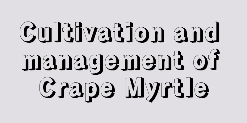 Cultivation and management of Crape Myrtle