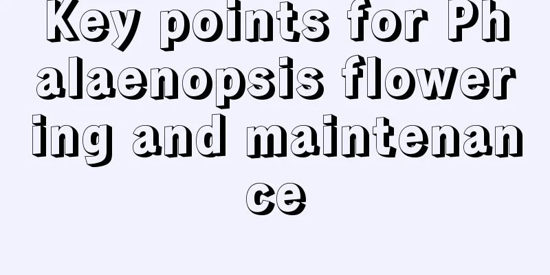 Key points for Phalaenopsis flowering and maintenance