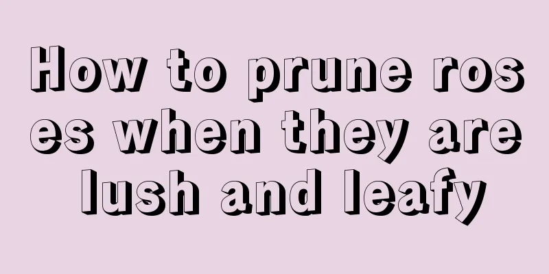 How to prune roses when they are lush and leafy