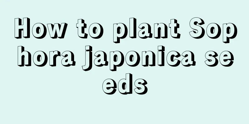 How to plant Sophora japonica seeds