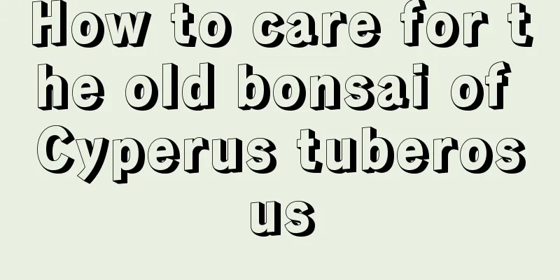 How to care for the old bonsai of Cyperus tuberosus