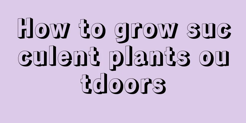 How to grow succulent plants outdoors