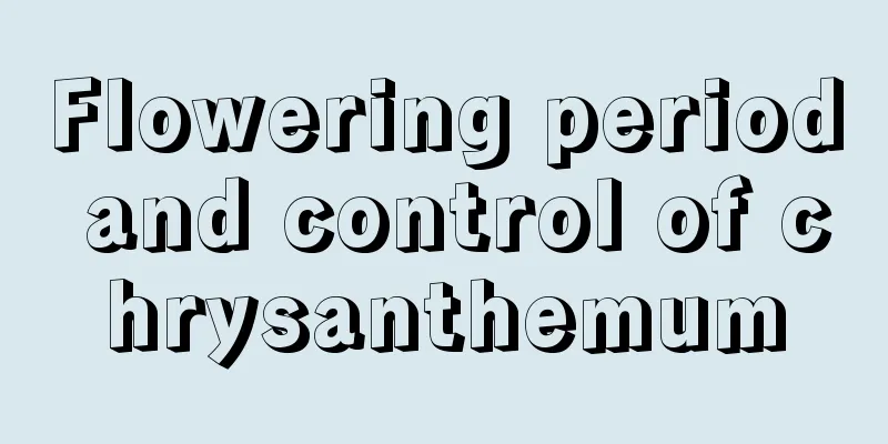 Flowering period and control of chrysanthemum