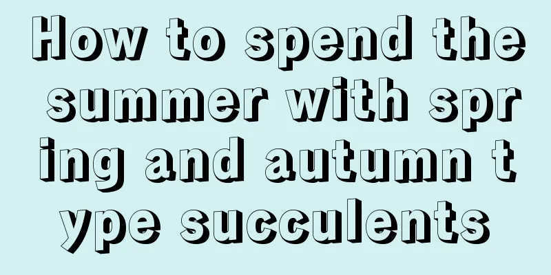 How to spend the summer with spring and autumn type succulents