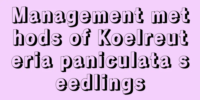 Management methods of Koelreuteria paniculata seedlings