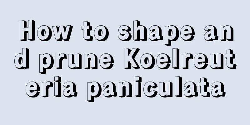 How to shape and prune Koelreuteria paniculata