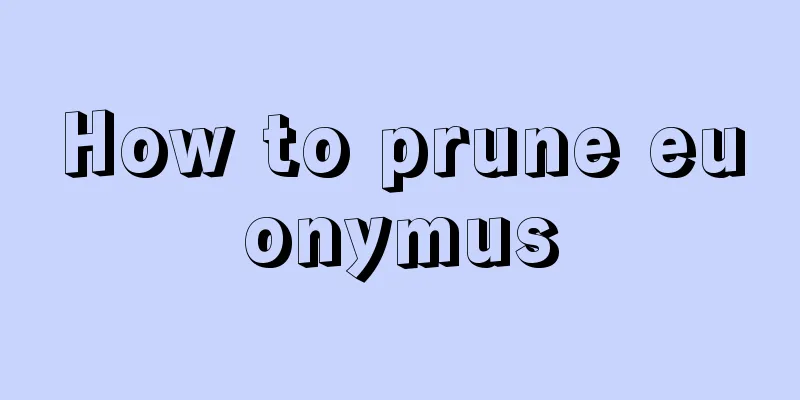 How to prune euonymus