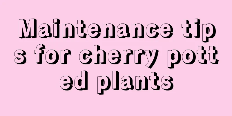 Maintenance tips for cherry potted plants