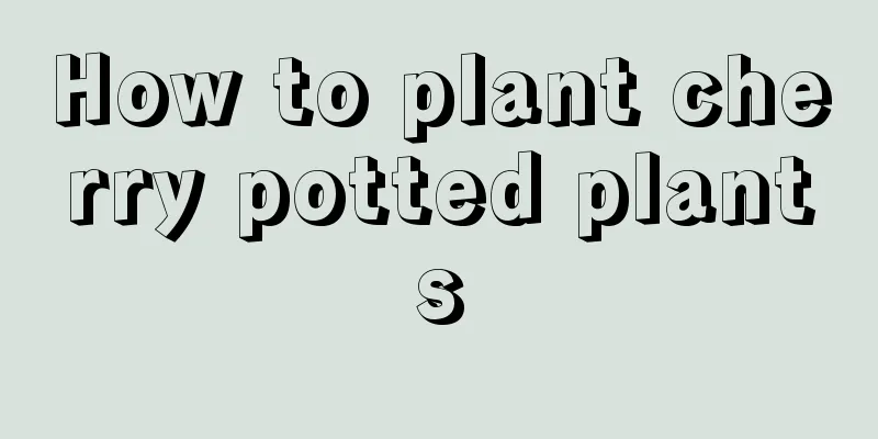 How to plant cherry potted plants