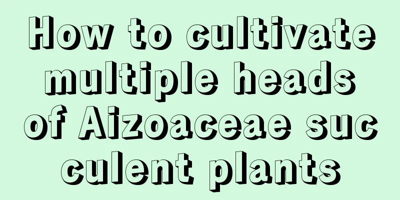 How to cultivate multiple heads of Aizoaceae succulent plants