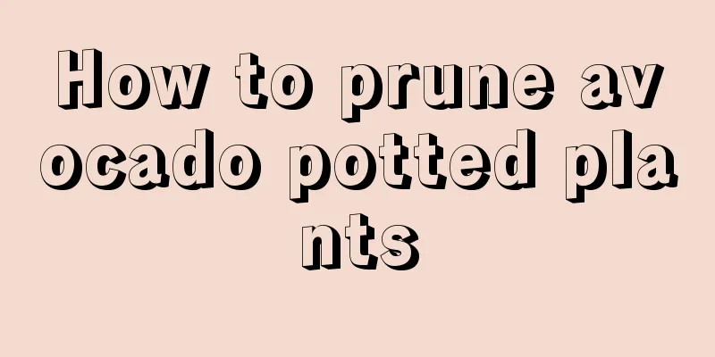 How to prune avocado potted plants