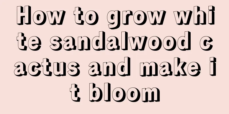 How to grow white sandalwood cactus and make it bloom