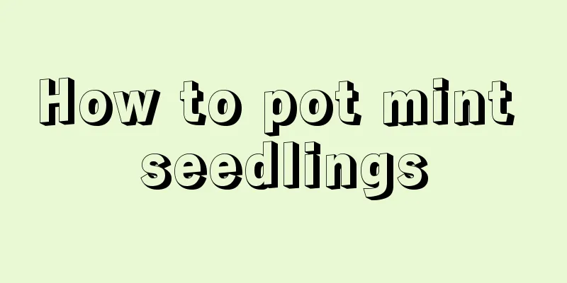 How to pot mint seedlings