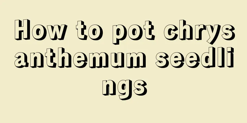 How to pot chrysanthemum seedlings