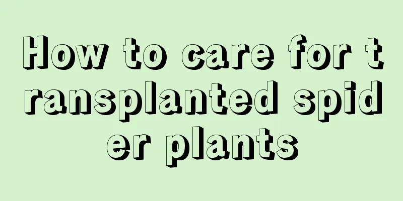 How to care for transplanted spider plants