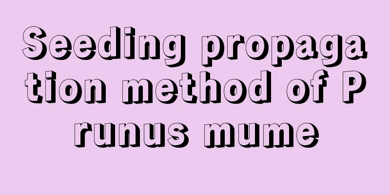 Seeding propagation method of Prunus mume