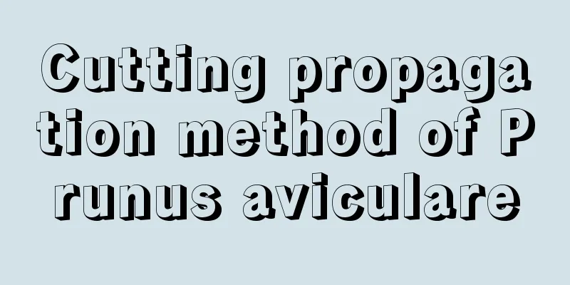 Cutting propagation method of Prunus aviculare