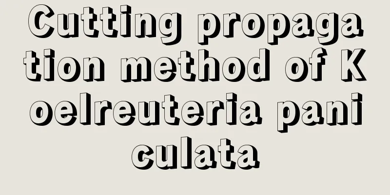 Cutting propagation method of Koelreuteria paniculata