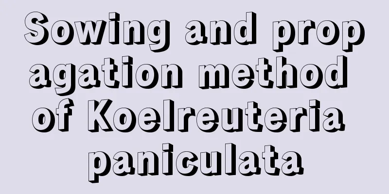 Sowing and propagation method of Koelreuteria paniculata