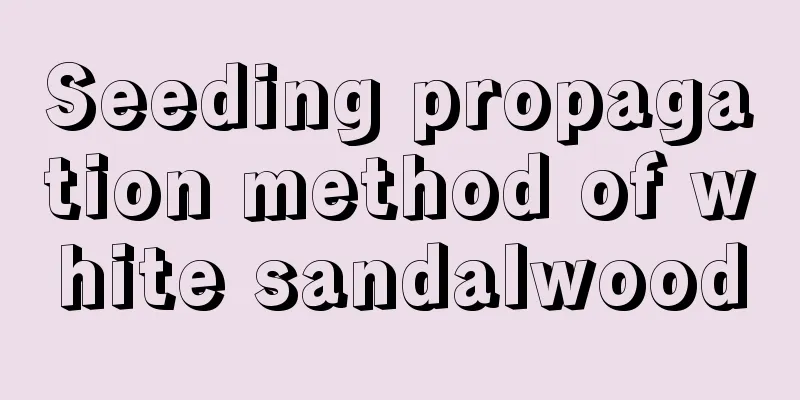 Seeding propagation method of white sandalwood