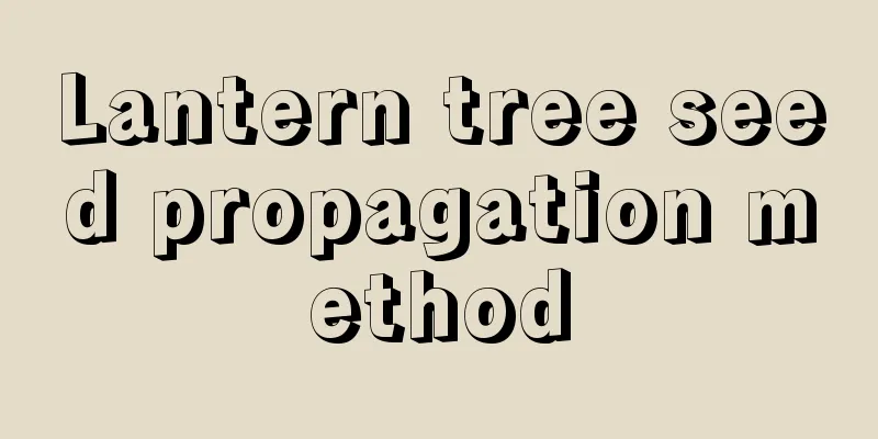 Lantern tree seed propagation method