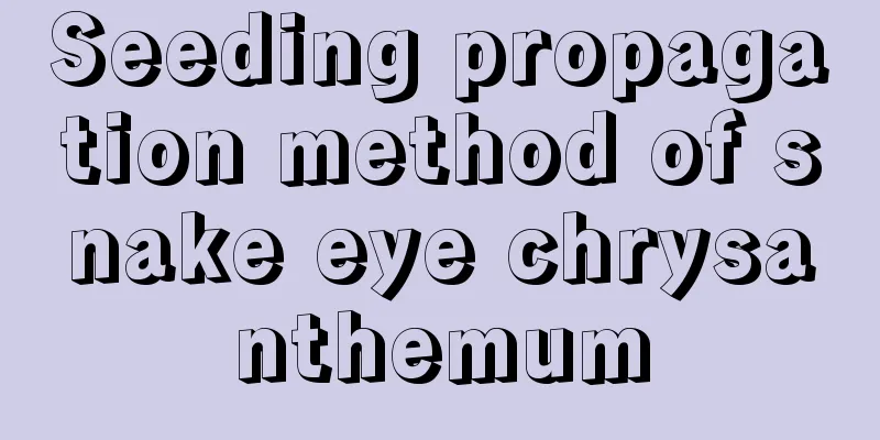 Seeding propagation method of snake eye chrysanthemum