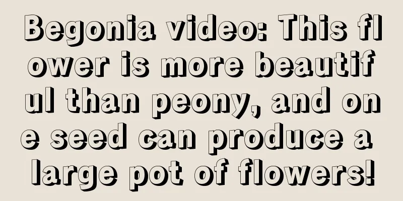 Begonia video: This flower is more beautiful than peony, and one seed can produce a large pot of flowers!