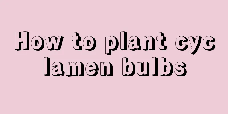 How to plant cyclamen bulbs