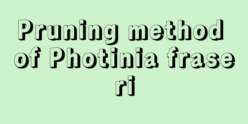 Pruning method of Photinia fraseri