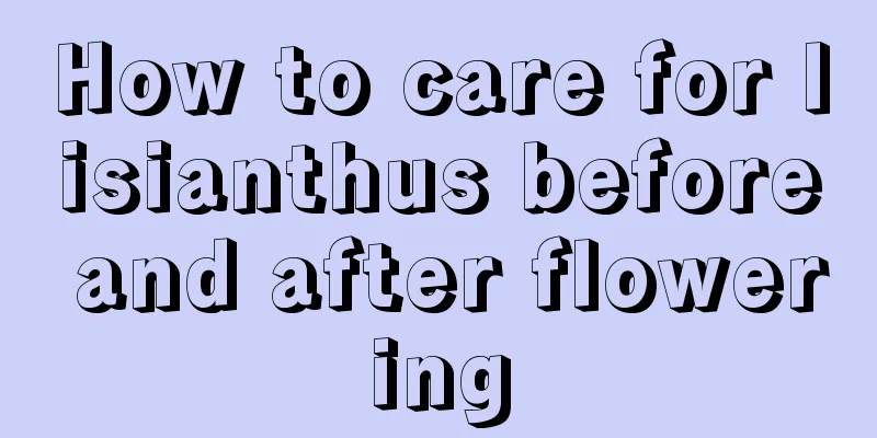 How to care for lisianthus before and after flowering