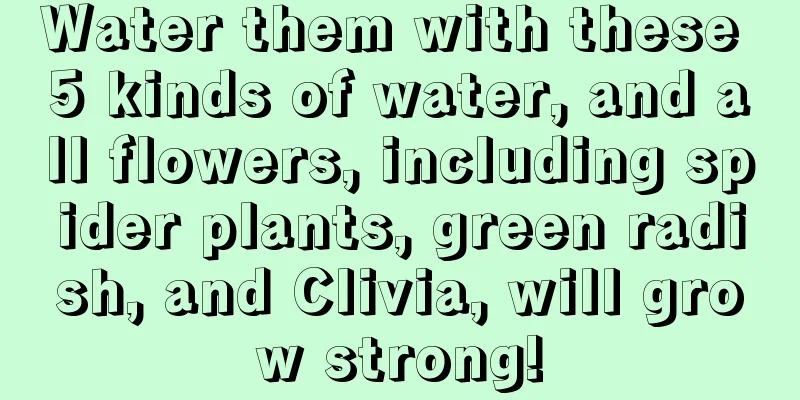 Water them with these 5 kinds of water, and all flowers, including spider plants, green radish, and Clivia, will grow strong!