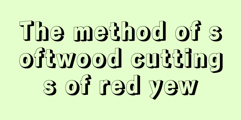 The method of softwood cuttings of red yew