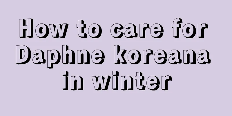 How to care for Daphne koreana in winter