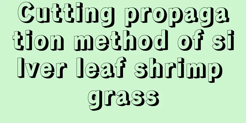 Cutting propagation method of silver leaf shrimp grass