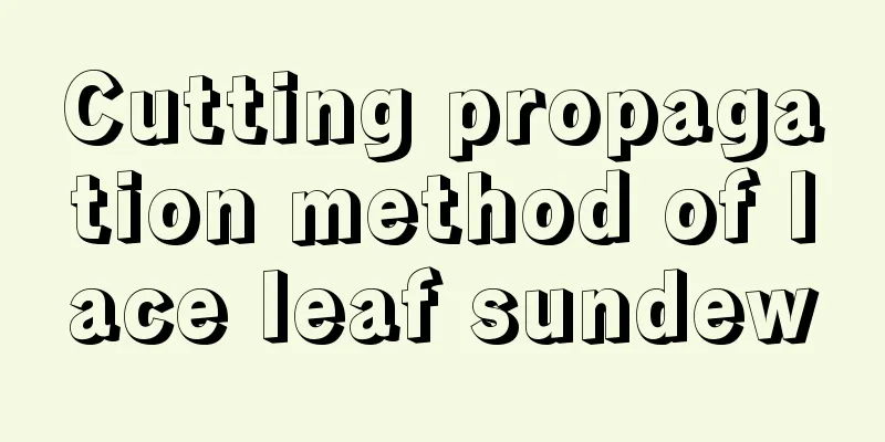 Cutting propagation method of lace leaf sundew