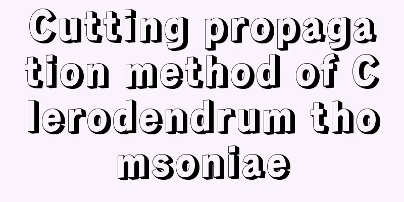 Cutting propagation method of Clerodendrum thomsoniae